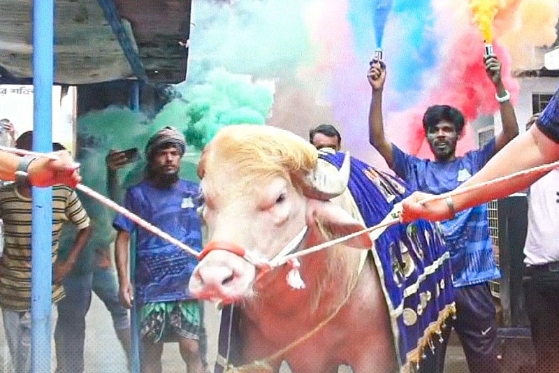 রাজকীয় আয়োজনে বিদায় ভাইরাল মহিষ ‘ডোনাল্ড ট্রাম্প’