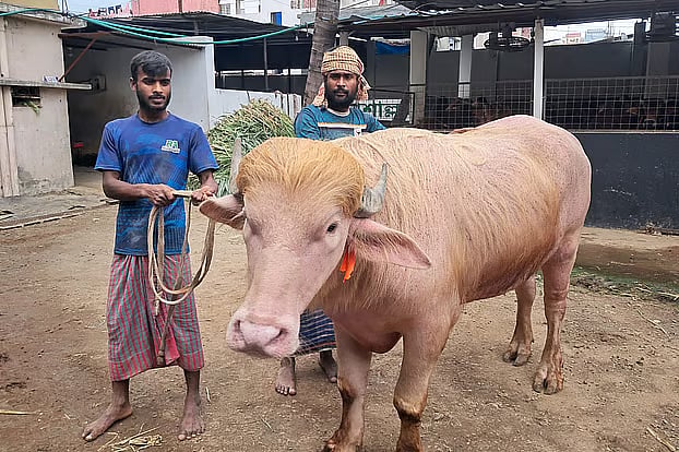 কোরবানির পশুর নামকরণ: ইসলাম কী বলে