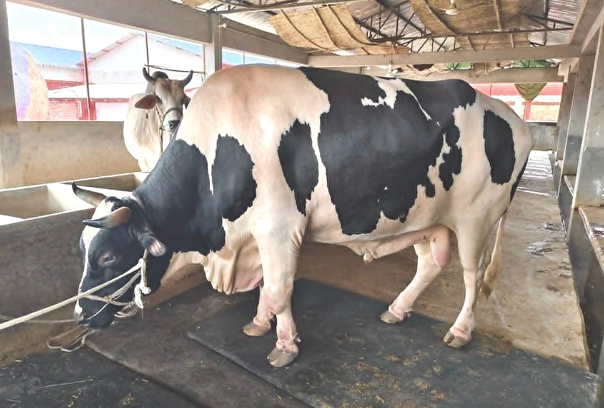 টাঙ্গাইলের ৫৬ মণের ‘মানিক’ এখন কুষ্টিয়ায়, এতিমদের জন্য কোরবানি