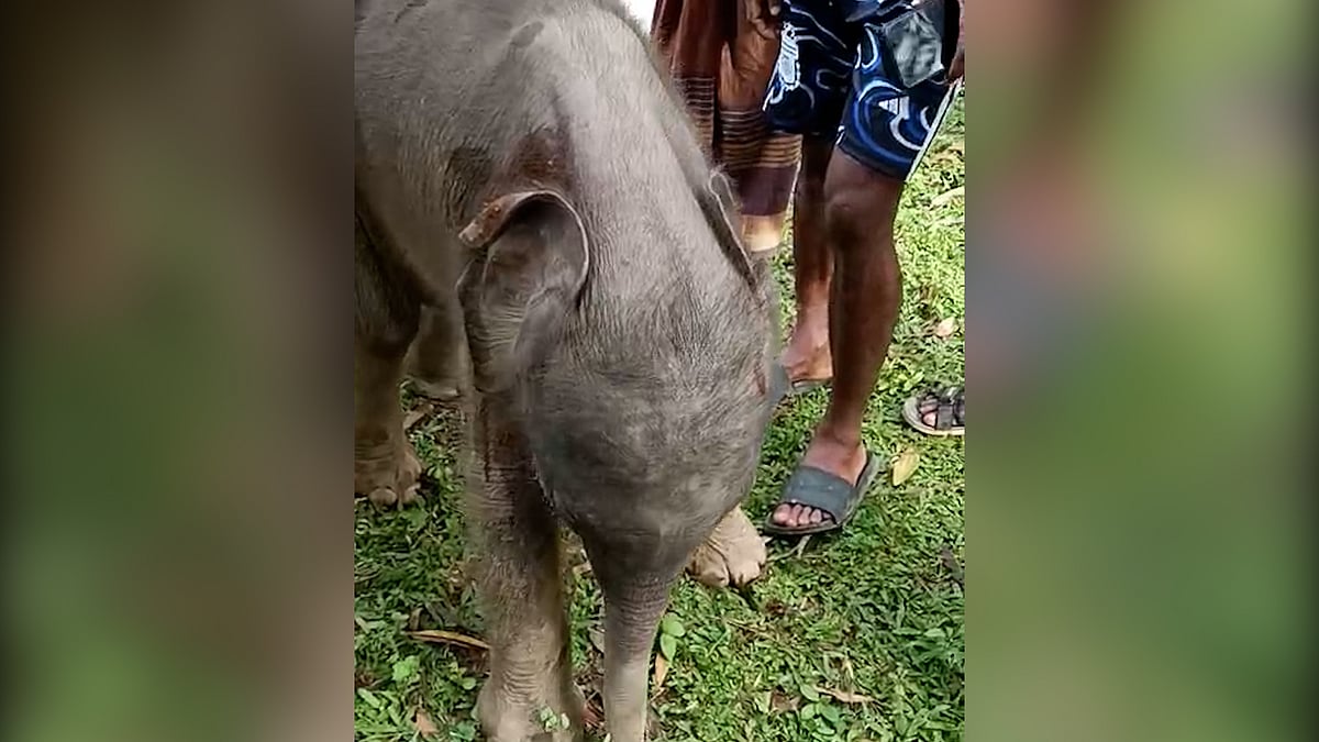 লোকালয়ে পড়ে থাকা হাতিশাবক উদ্ধার করল বন বিভাগ