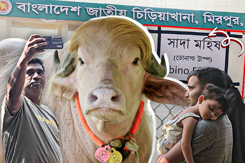 চিড়িয়াখানায় এখন নতুন আকর্ষণ গোলাপি মহিষ ‘ডোনাল্ড ট্রাম্প’