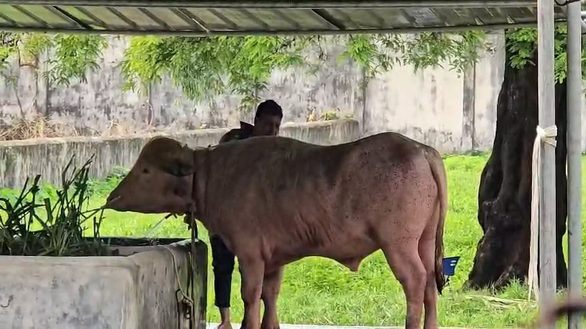 গরমে অস্বস্তিতে ‘ডোনাল্ড ট্রাম্প’ মহিষ, গোসল করাল চিড়িয়াখানা কর্তৃপক্ষ