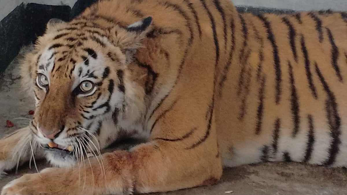 শিকারির ফাঁদে আটকা পড়া বাঘিনীটি কেমন আছে, কবে ফিরছে সুন্দরবনে | প্রথম আলো