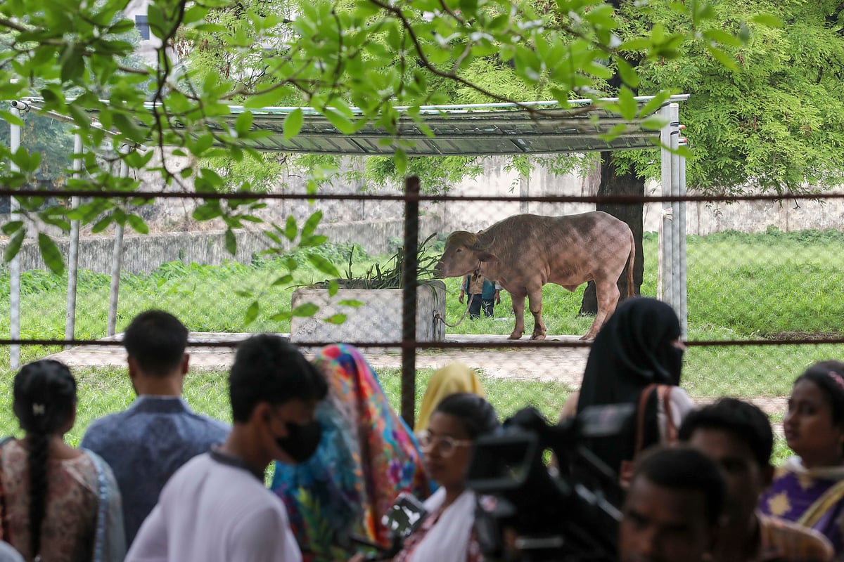 ঈদের ছুটির সঙ্গে মহিষ ‘ডোনাল্ড ট্রাম্প’ দর্শনার্থীদের টানছে চিড়িয়াখানায়