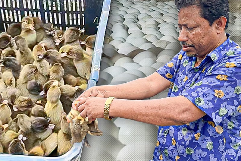 সিরাজগঞ্জের প্রত্যন্ত গ্রামটি হয়ে উঠেছে দেশের গুরুত্বপুর্ণ হাঁসের বাচ্চার আড়ৎ