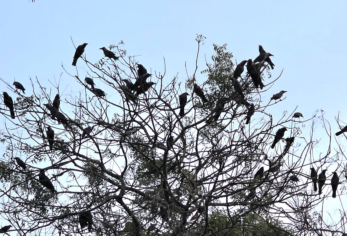 কাকের ডাকে সন্ধ্যা নামে আন্ধারমানিক গ্রামে