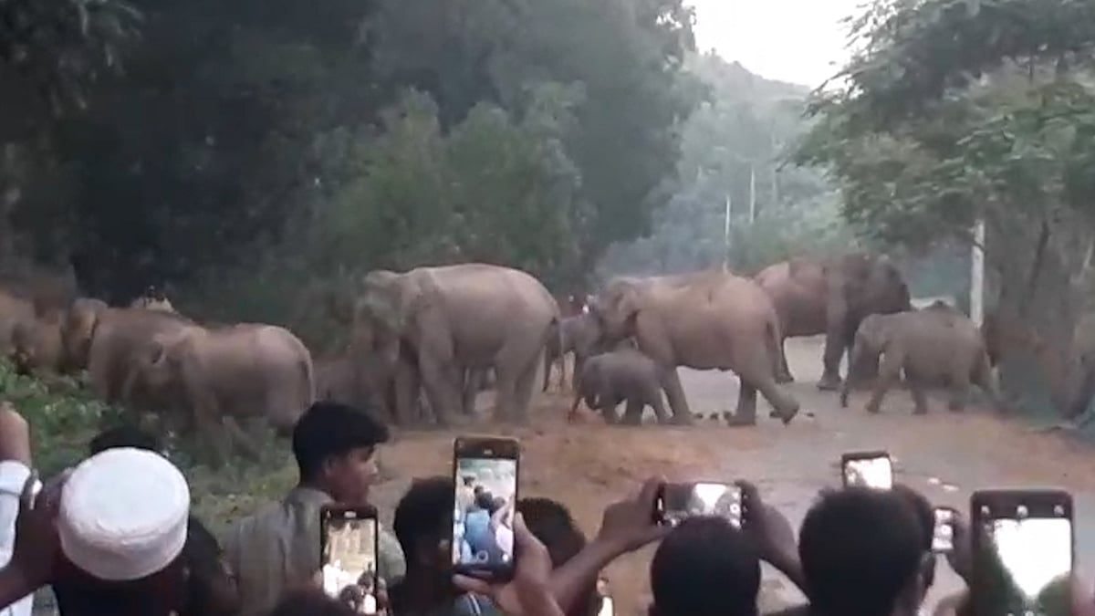 লোকালয়ে হাতির পাল, নিরাপদে ফেরানো হলো জঙ্গলে