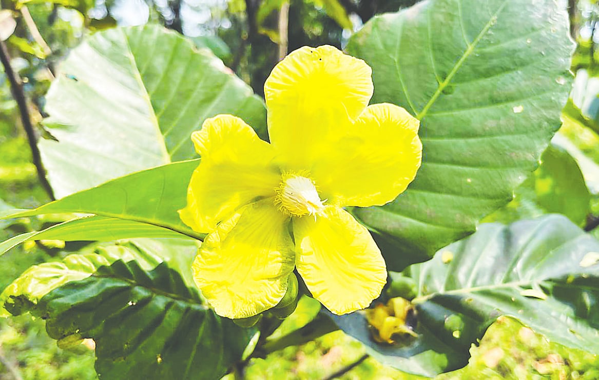 ফুলের রূপ, ফলের রঙে আকর্ষণীয় নতুন চালতা