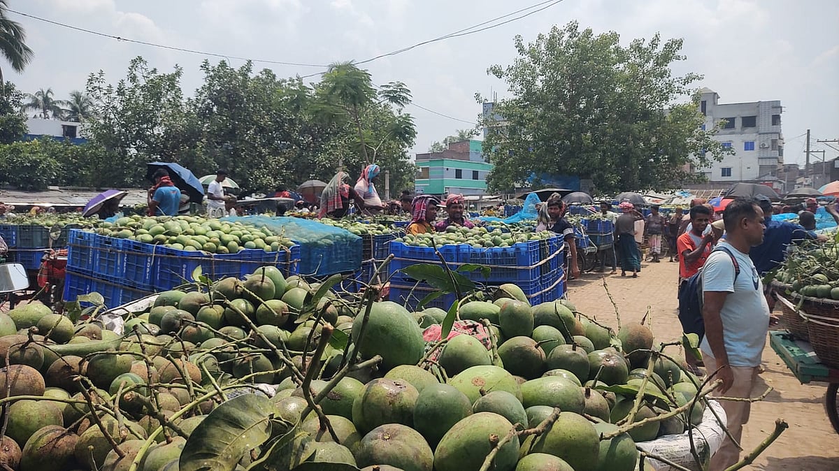 কানসাটে ক্ষীরশাপাতির মণ সর্বোচ্চ ২১০০ টাকা, দাম নিয়ে সন্তুষ্ট নন চাষিরা