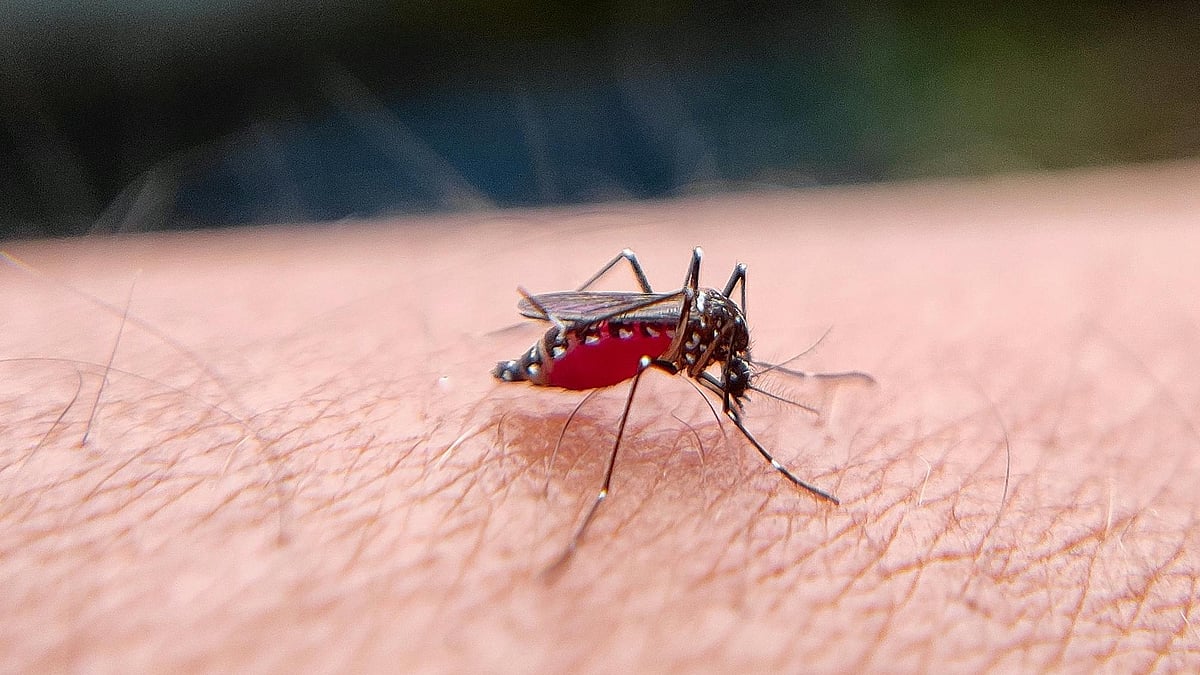 মশা একটি পরিবারকে শোকে ভাসিয়ে দিতে পারে