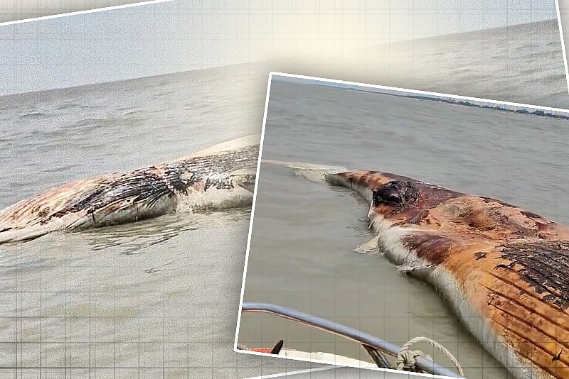 কুয়াকাটা উপকূলে ভেসে এল বিশাল মৃত তিমি