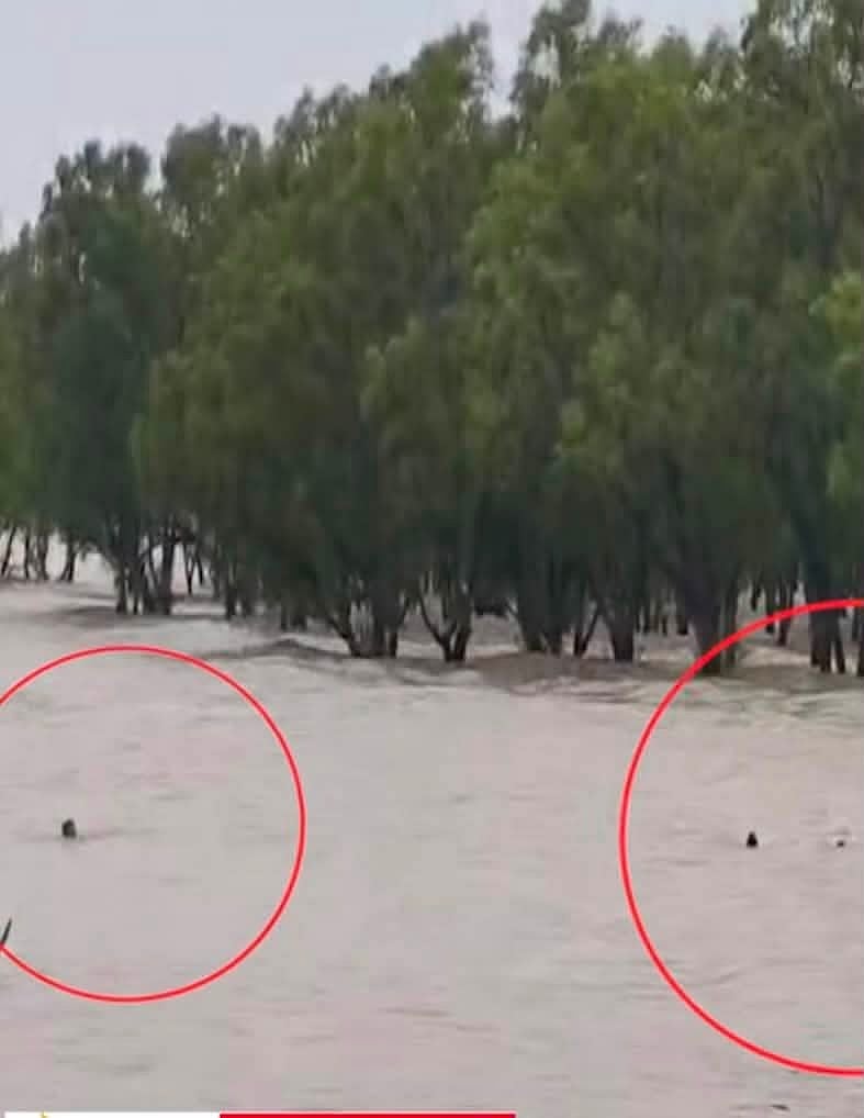 প্রবল ঢেউয়ে সাগরে ভেসে যাচ্ছিলেন চার পর্যটক, যেভাবে উদ্ধার হলেন