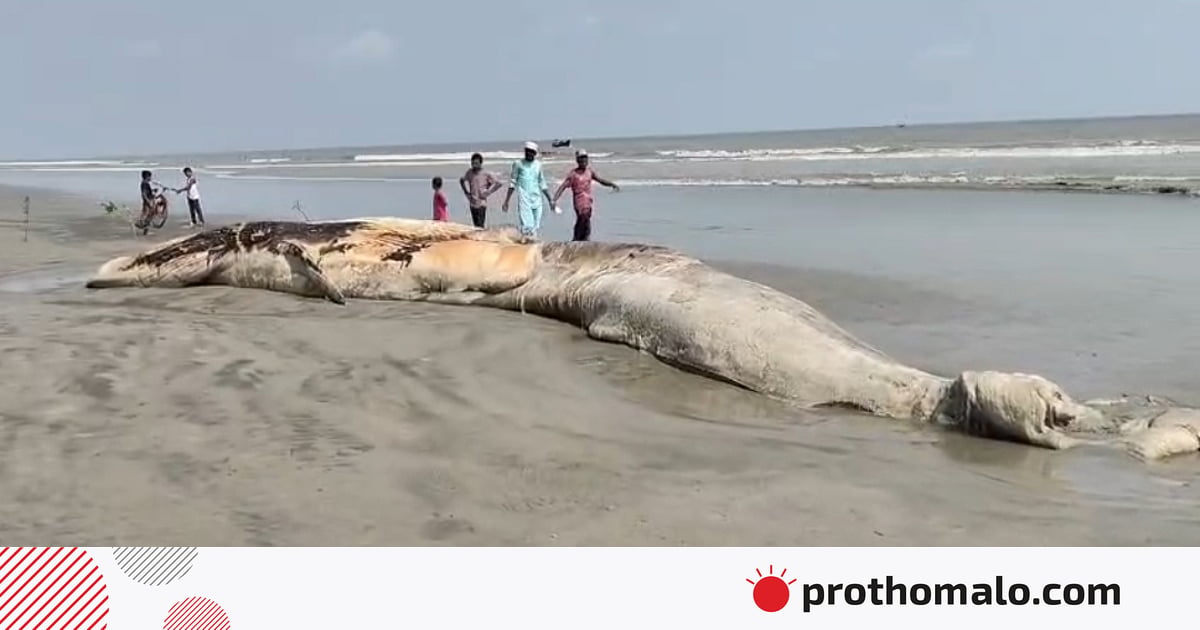 কুয়াকাটা সৈকতে ভেসে এসেছে ৫৮ ফুট দৈর্ঘ্যের মৃত তিমি কুয়াকাটা সৈকতে ভেসে এসেছে ৫৮ ফুট দৈর্ঘ্যের মৃত তিমি