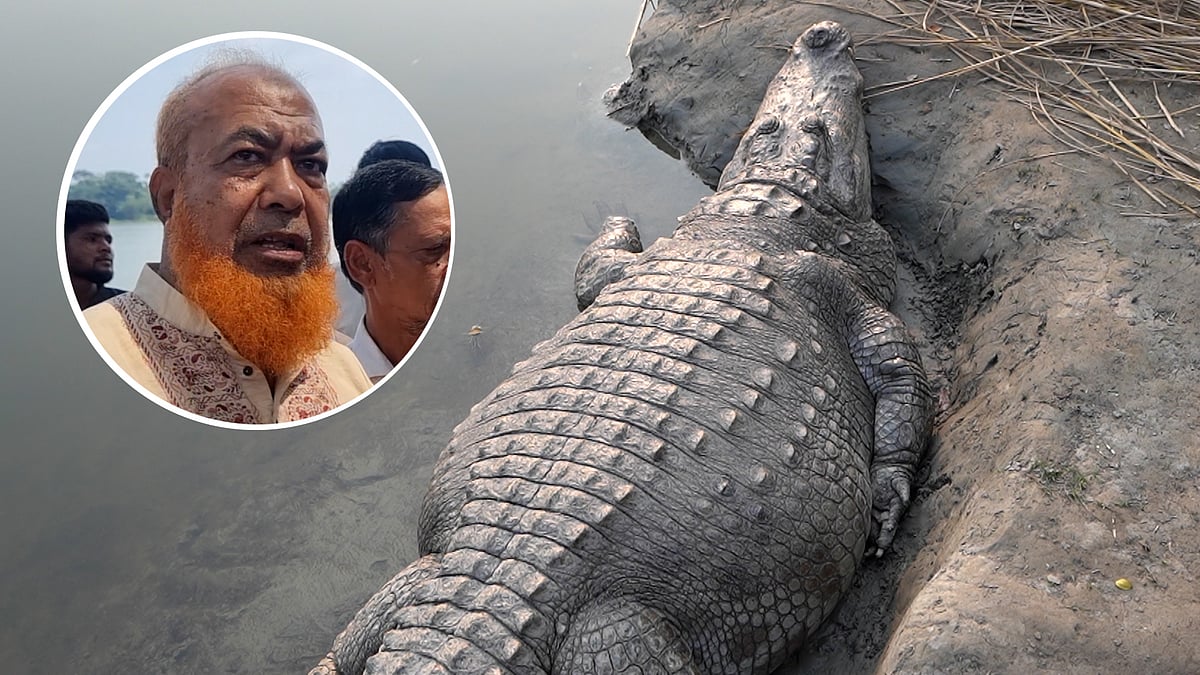 মাজারের কুমির সরানোয় ক্ষোভ, ফিরিয়ে আনার দাবি খাদেমদের