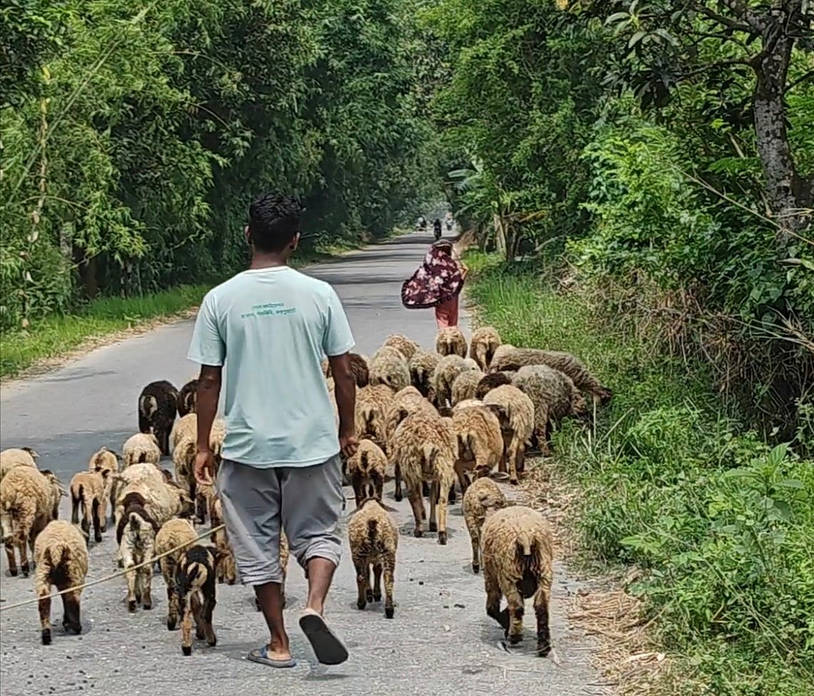 ‎দাদির উপহার এক ভেড়া, আজ ৯৮টির বিশাল পাল