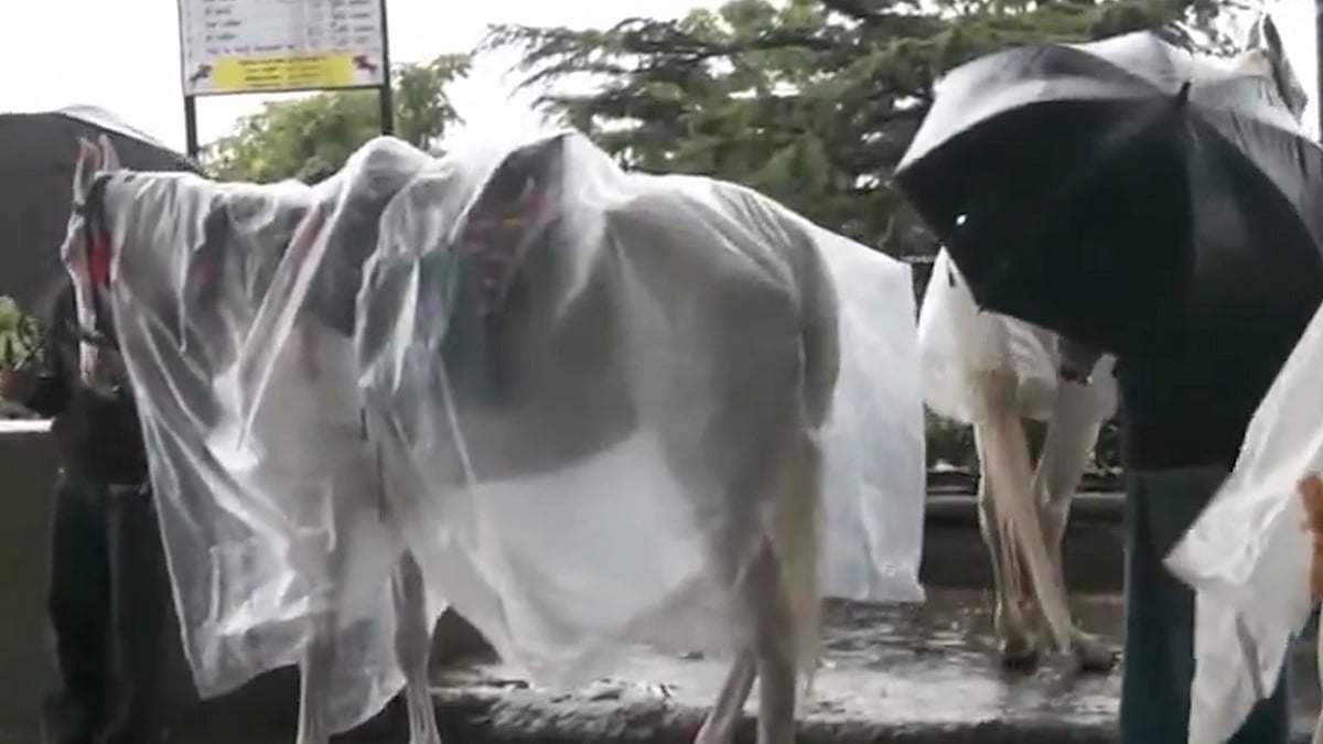 ঠান্ডা থেকে বাঁচতে ঘোড়াগুলোর গায়ে রেইনকোট, শিমলায় ব্যতিক্রমী আয়োজন