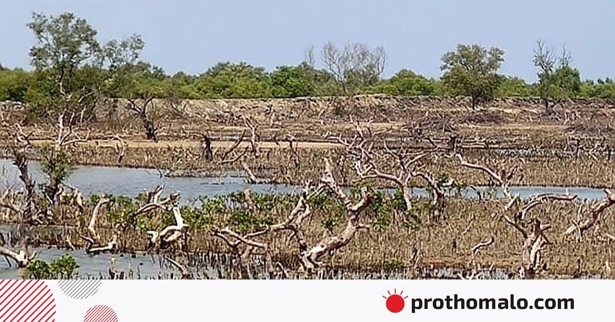 চার বছরে সোনাদিয়ার ৭ হাজার একর প্যারাবন উজাড়, দখলে রাজনৈতিক দলের নেতা-কর্মী চার বছরে সোনাদিয়ার ৭ হাজার একর প্যারাবন উজাড়, দখলে রাজনৈতিক দলের নেতা-কর্মী