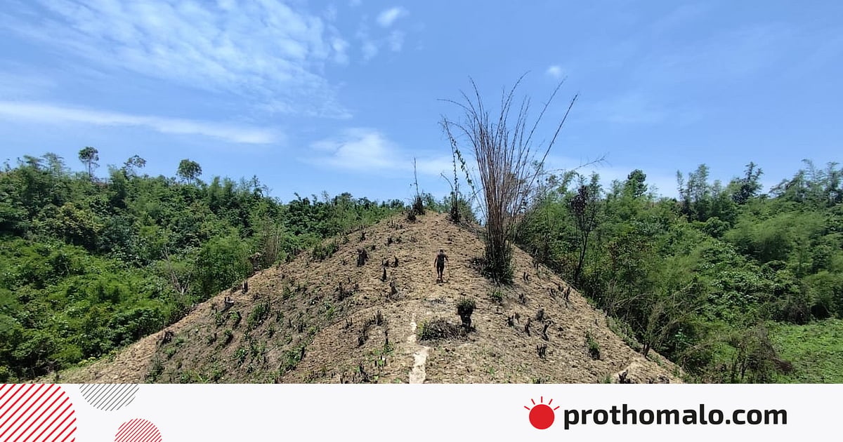 কচু চাষে ন্যাড়া হচ্ছে পাহাড় কচু চাষে ন্যাড়া হচ্ছে পাহাড়
