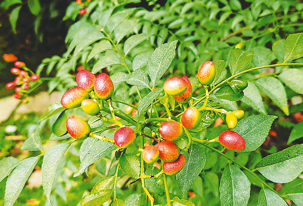 নানা গুণের কারিপাতা