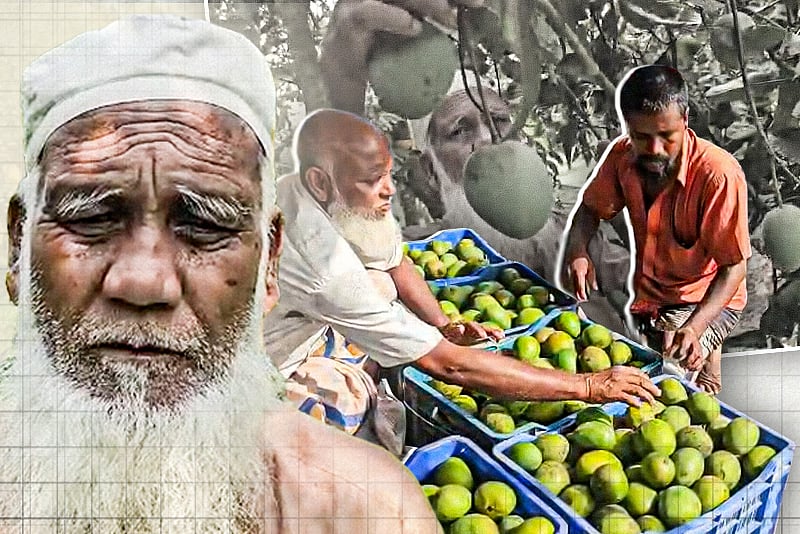 হাঁড়িভাঙা আমে বদলে যাওয়া জীবন ও জনপদের গল্প