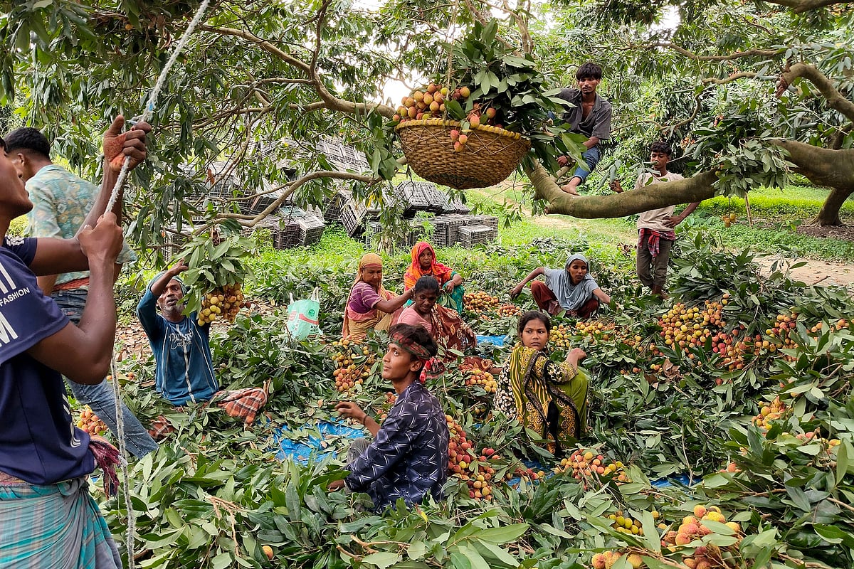 লিচুর মৌসুমে সরগরম ঈশ্বরদী