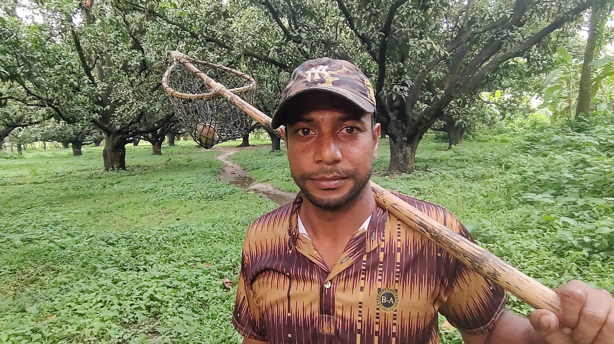 আম পাড়াই এখন রুহুল আমীনের কাজ, দিনে কত মণ পাড়তে পারেন?