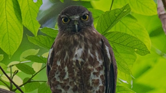 কালপ্যাঁচা