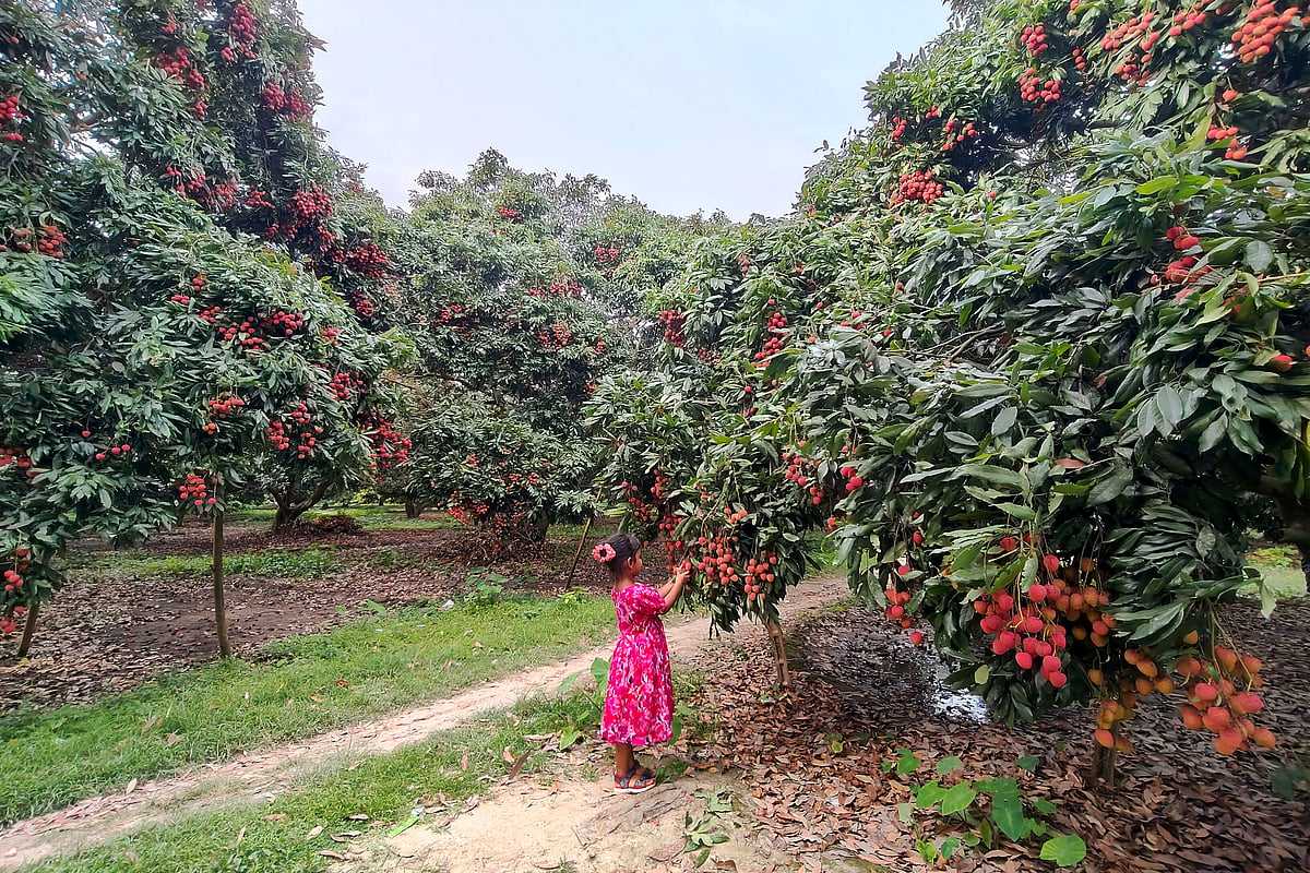 বাগান থেকে নিজ হাতে লিচু পেড়ে খেতে পছন্দ করে শিশুরা 