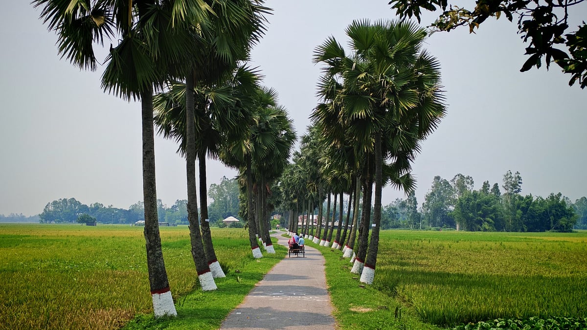 সবুজ মাঠের বুকে তালগাছঘেরা পথ, প্রকৃতির আঁকা এক জীবন্ত চিত্র