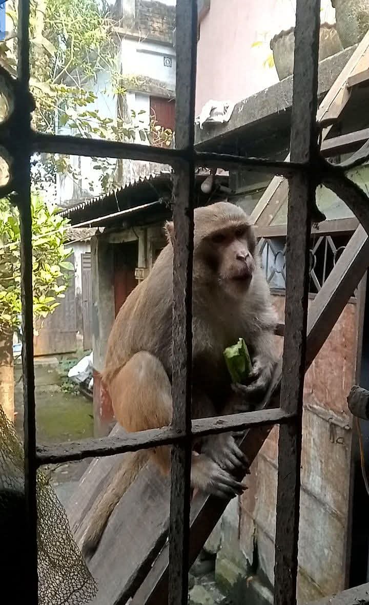 নাটোরে বানরের হাত থেকে রেহাই পেতে ডিসির কাছে আকুতি
