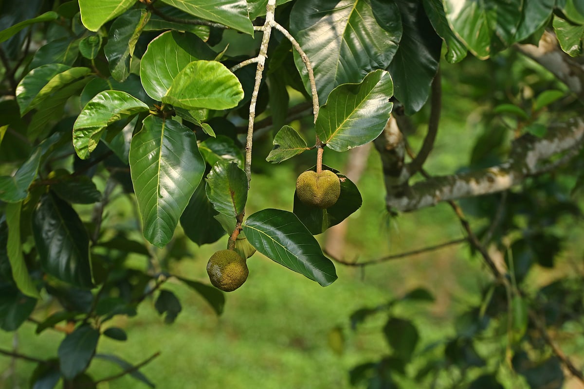 চা-বাগানে চাম কাঁঠাল