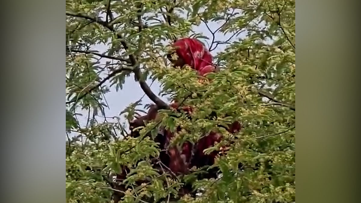 বারবার তেঁতুলগাছের মগডালে নারী, কী বলছেন বিশেষজ্ঞর