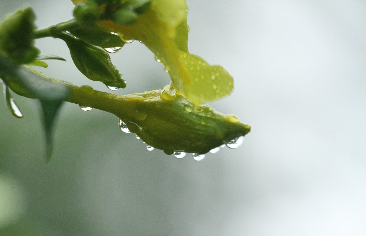 বৃষ্টিধোয়া ফুলে স্নিগ্ধতার উৎসব