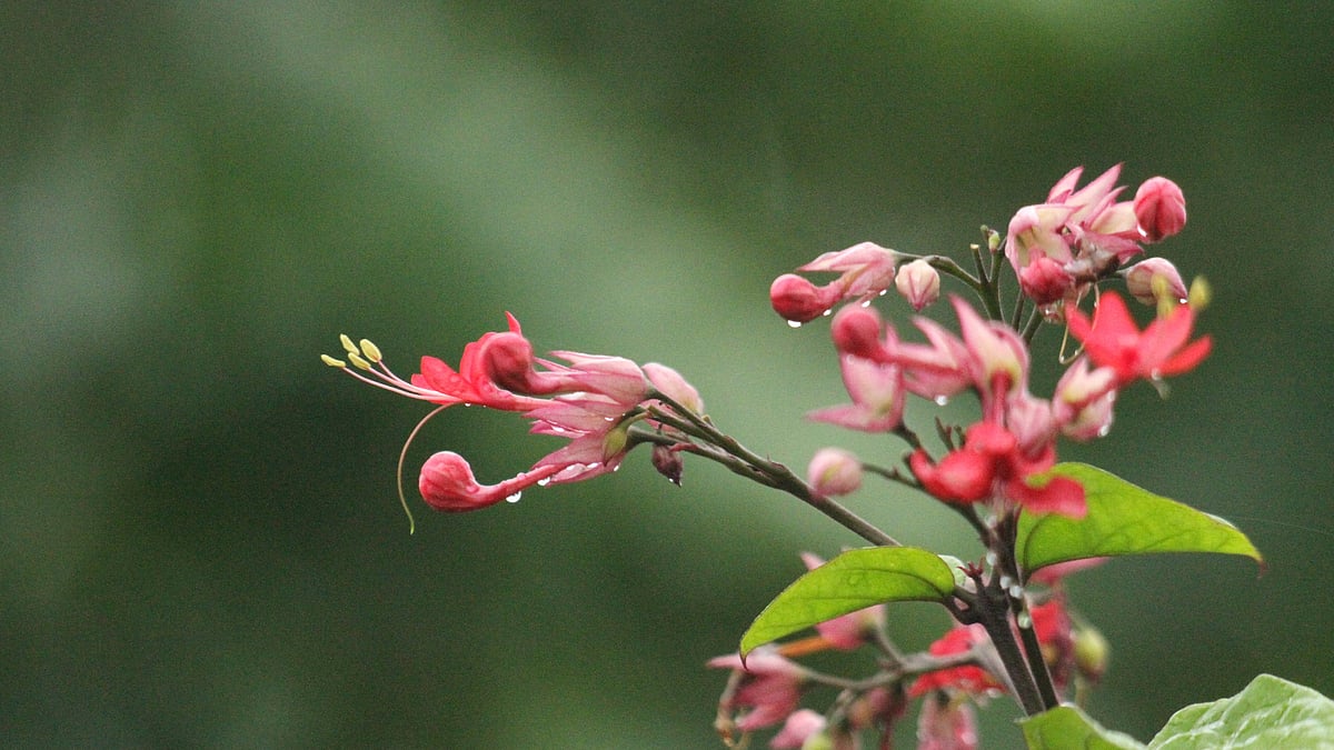 একপশলা বৃষ্টির পর সতেজ হয়ে ওঠা গোলাপি ব্লিডিং হার্ট ফুল