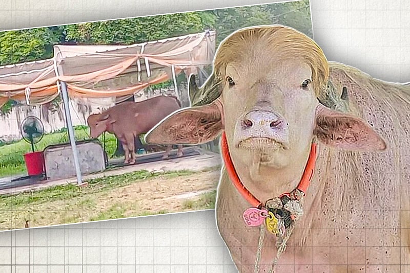 মেডিক্যাল বোর্ড বসিয়ে পরামর্শ নিয়ে খাবার খাওয়ানো হ