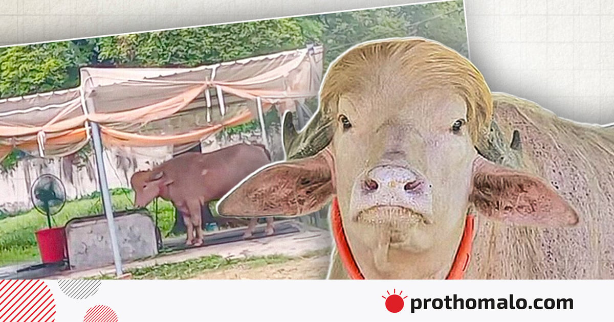 মেডিক্যাল বোর্ড বসিয়ে পরামর্শ নিয়ে খাবার খাওয়ানো হচ্ছে আলোচিত মহিষ ডোনাল্ড ট্রাম্পকে মেডিক্যাল বোর্ড বসিয়ে পরামর্শ নিয়ে খাবার খাওয়ানো হচ্ছে আলোচিত মহিষ ডোনাল্ড ট্রাম্পকে