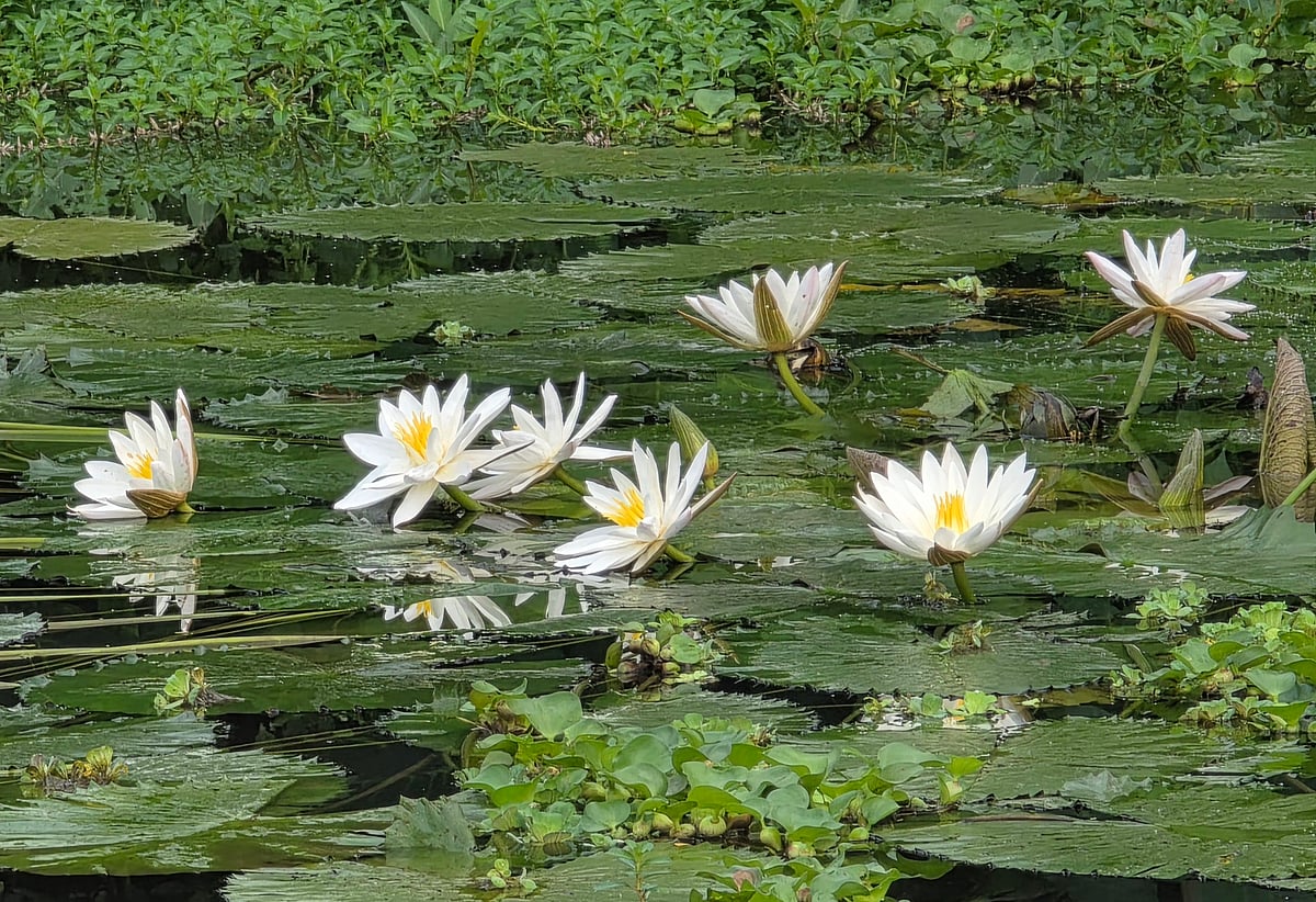 ছবি: আব্দুল মোমিন
