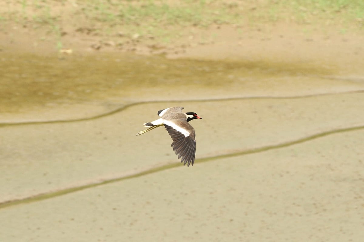 হট্টিটির সতর্ক পাহারা