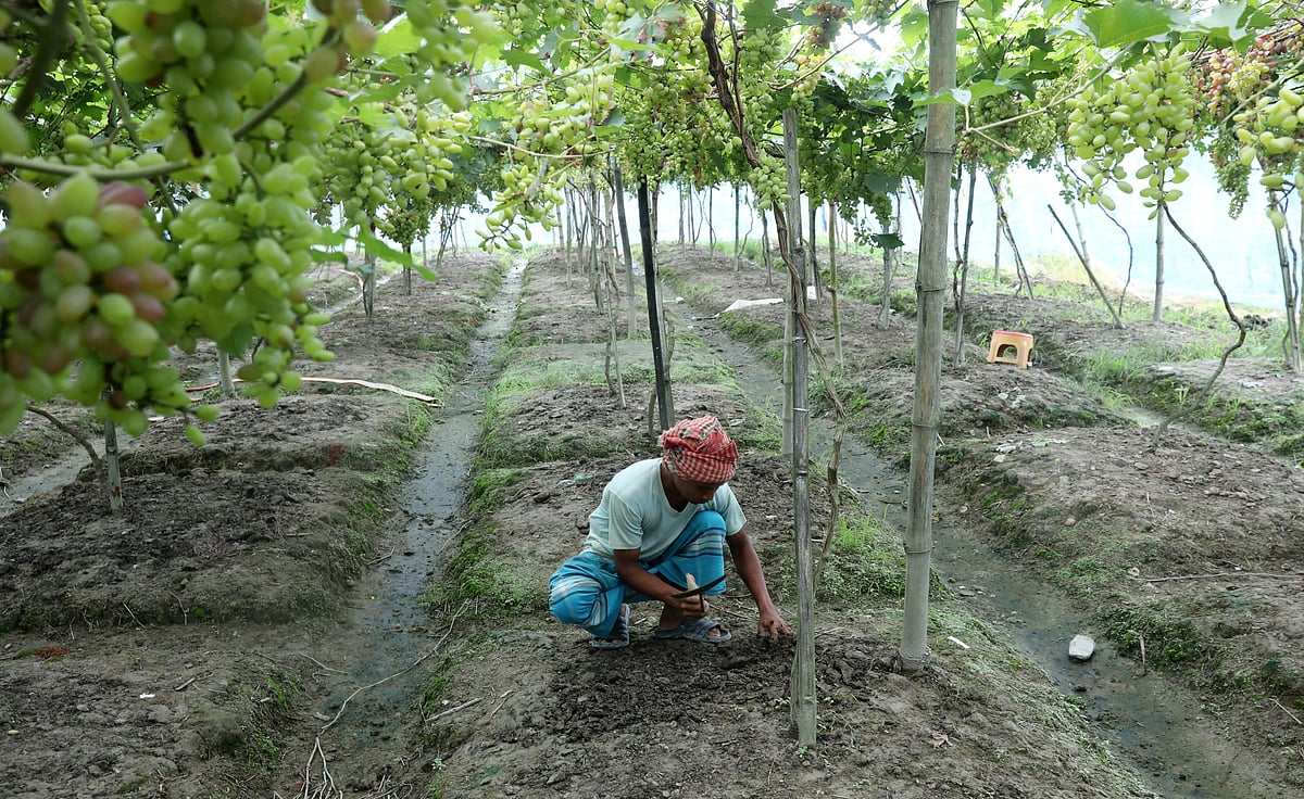আঙুরবাগানে পরিচর্যার কাজে ব্যস্ত একজন। 