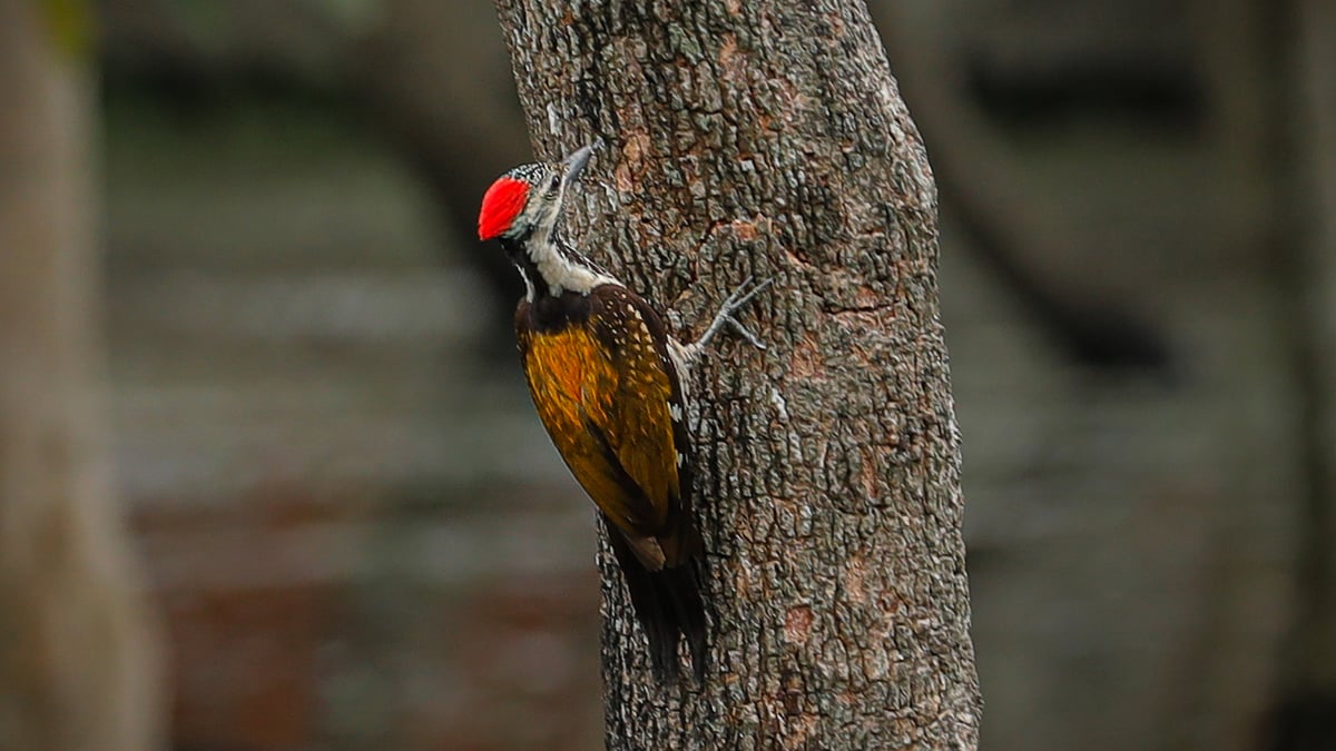 ছবি: সাদ্দাম হোসেন
