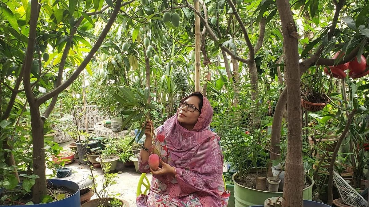 ঢাকার এই ছাদবাগানে বছরে গড়ে ৫ মণ আম হয়, এবার ফলন ক