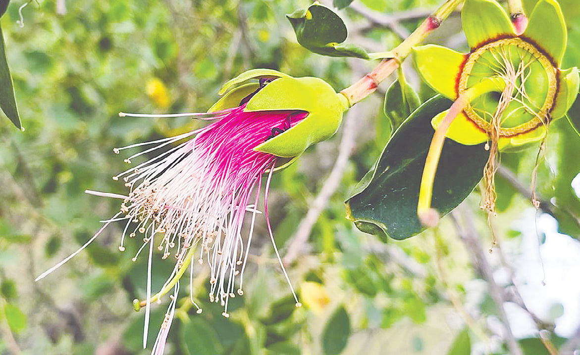 মধুময়ী ছইলা ফুল