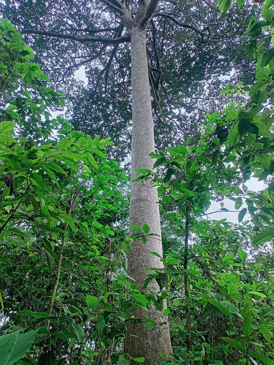 মা গাছ পাওয়া গেল ৫ হাজার, টিকে আছে ১৭ প্রজাতির শুধু একটি করে