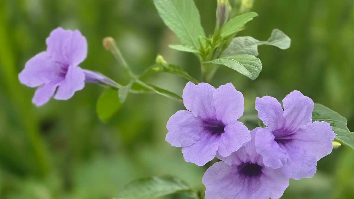 ছবি: আব্দুল মোমিন