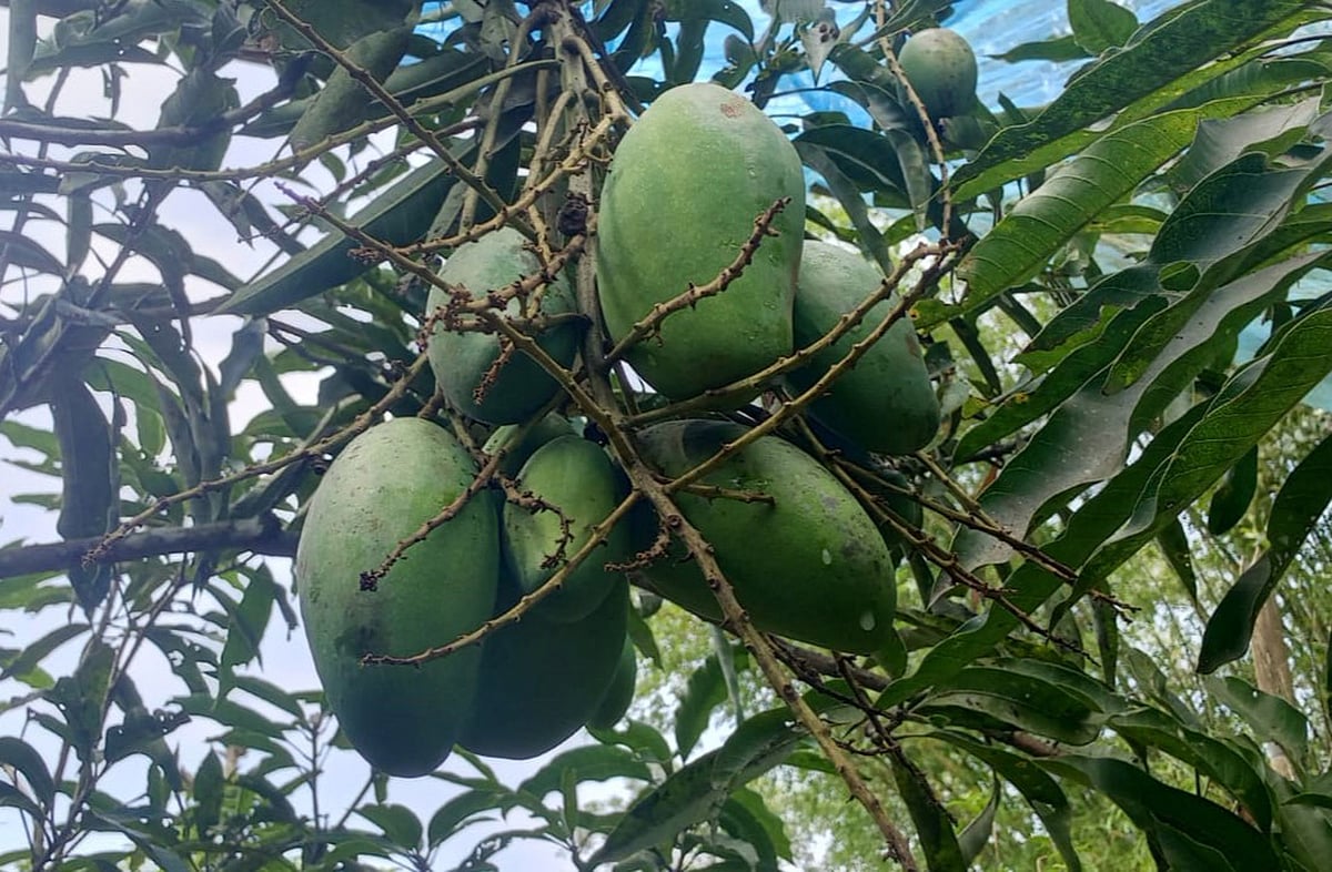 চাকরির ফাঁকে রেজাউলের গড়ে তোলা বাগানে অর্ধশতাধিক জাতের আমগাছ