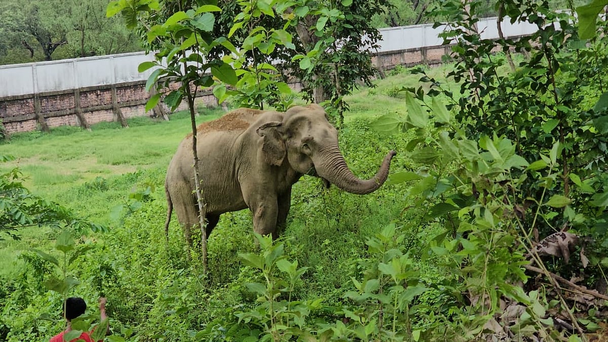 আঘাত পাওয়া মা হাতি শাবককে নিয়ে ঢুকে পড়ল কোস্টগার্ড কার্যালয়ে