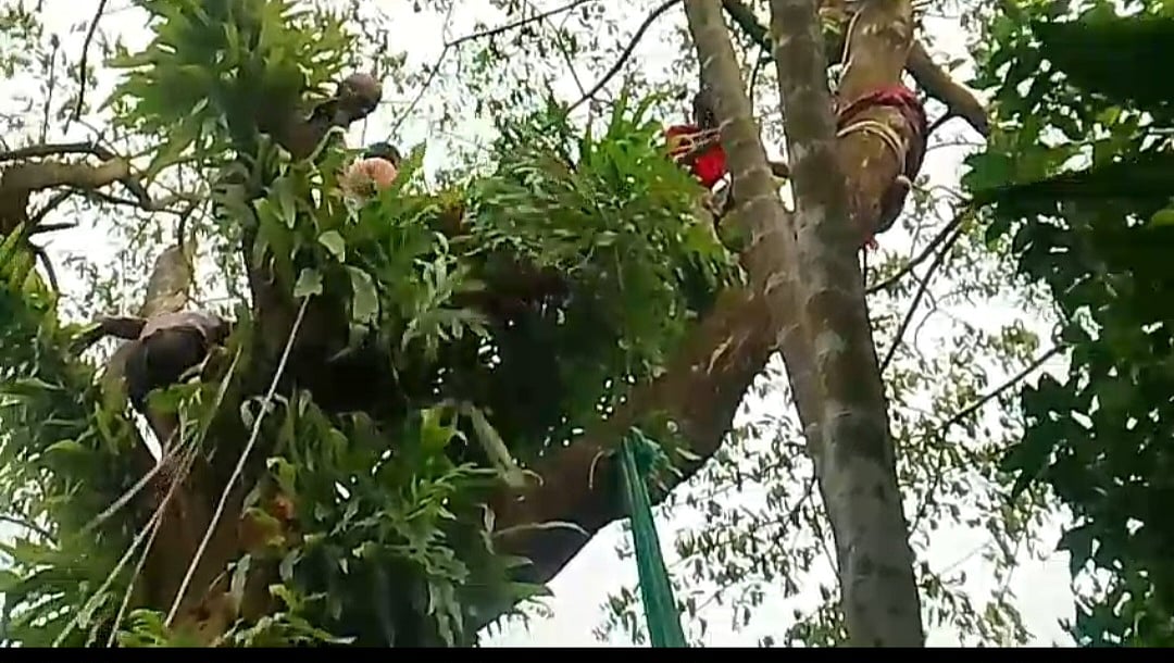 পাখির বাচ্চা ধরতে গিয়ে গাছের গর্তে আটকে গেল কিশোরের হাত, উদ্ধারে ফায়ার সার্ভিস