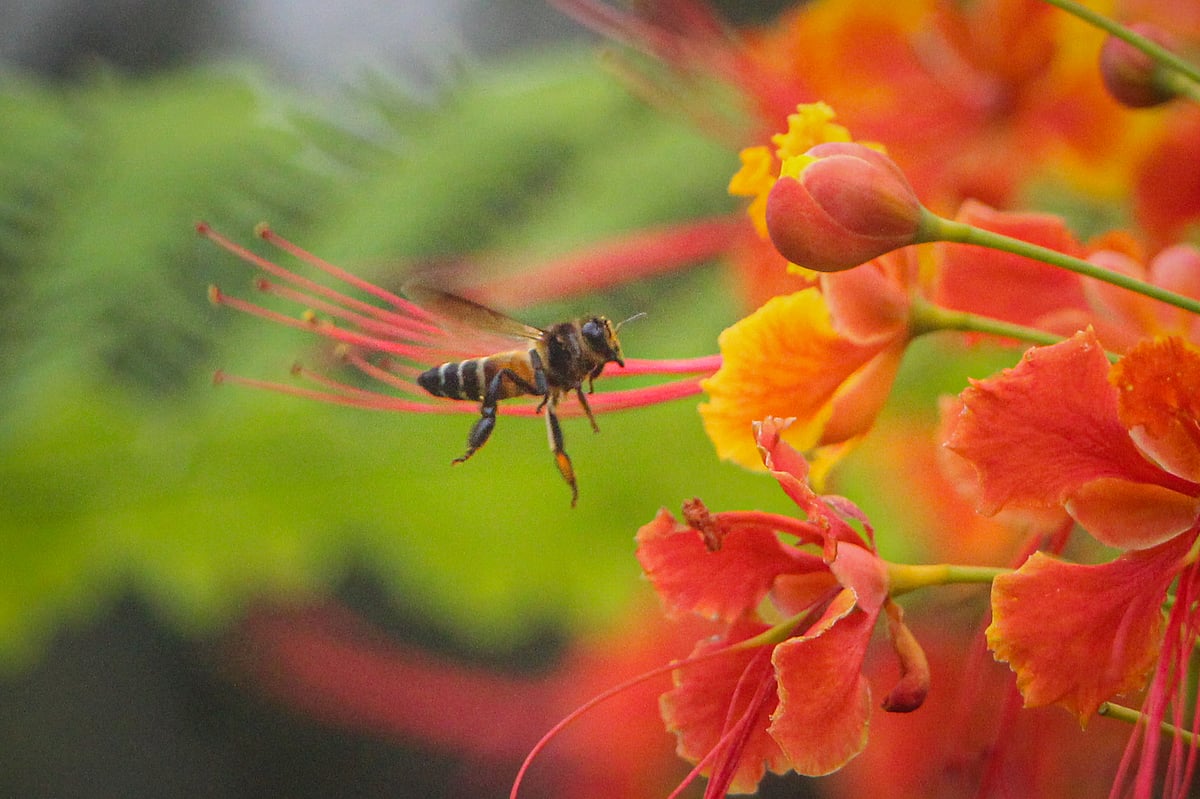 ছবি: সাদ্দাম হোসেন 