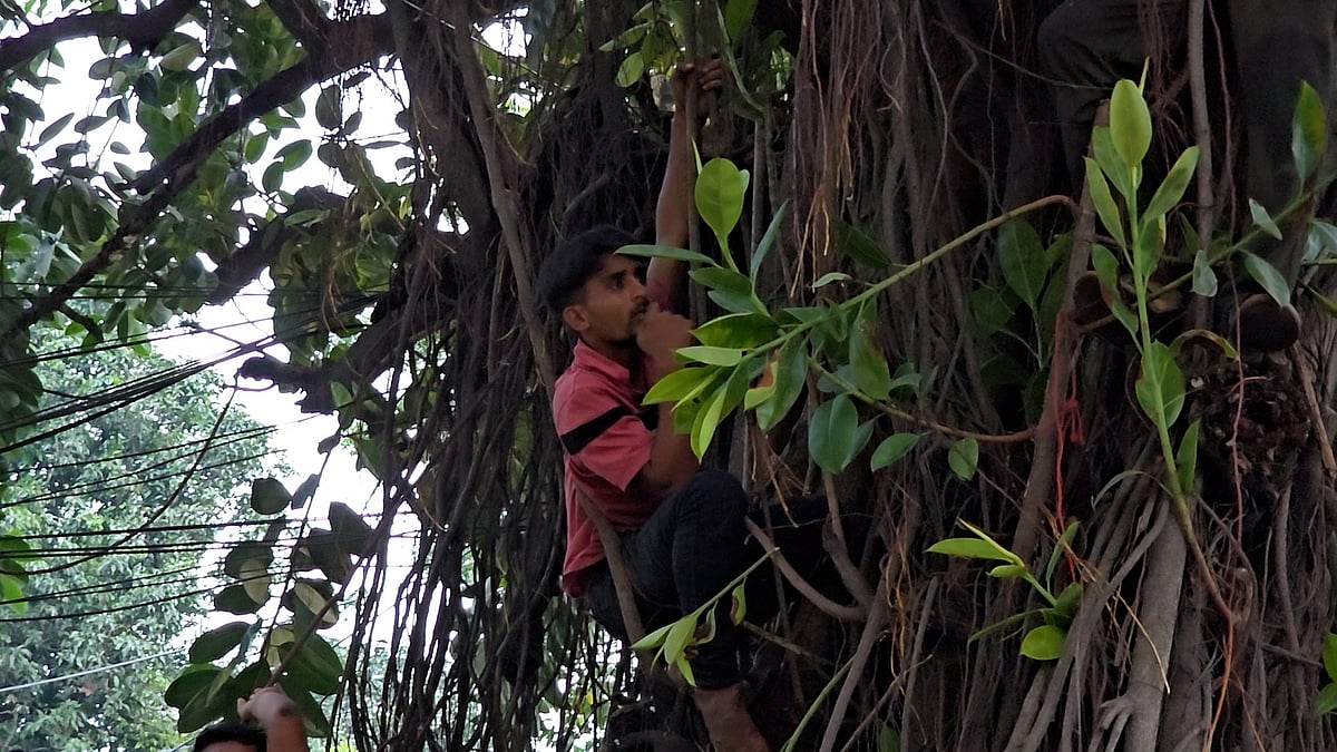 টিএসসিতে হাজারো ব্রাজিল–সমর্থকের বুনো উল্লাস, তবে খুশি করতে পারেনি সেলেসাওরা