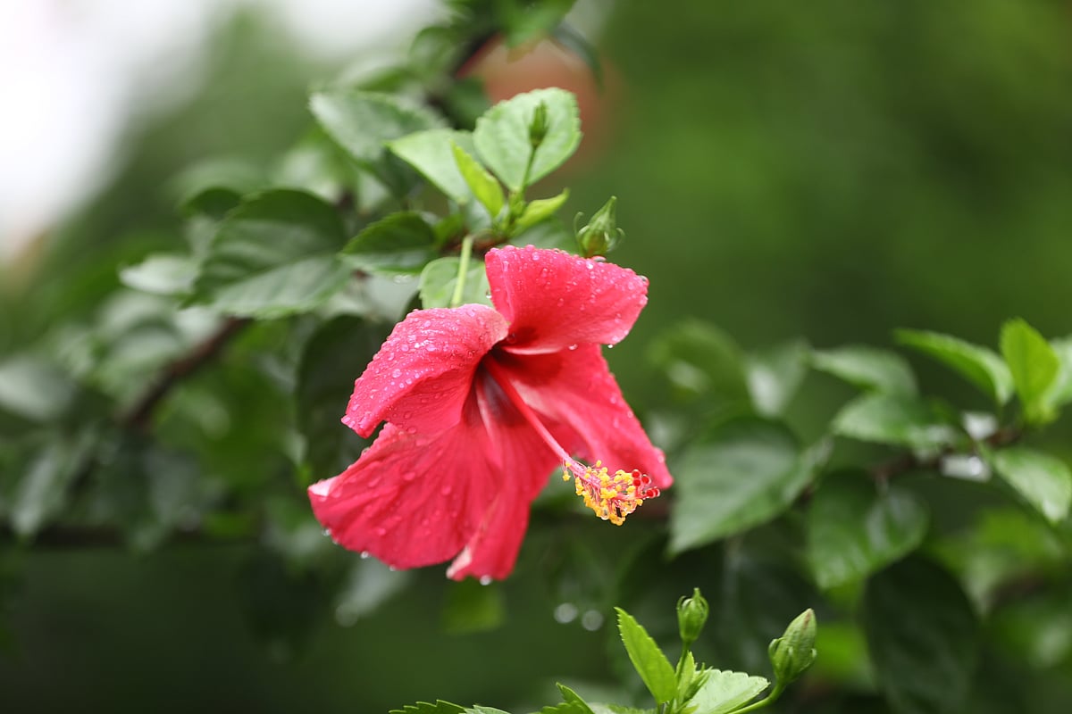 একঝলক (১৫ জুন ২০২৬)